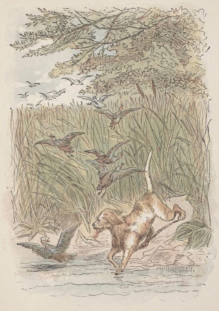 The Ugly Duckling Fairy Tale by Hans Christian Andersen - Sporting dogs bounded in among the rushes