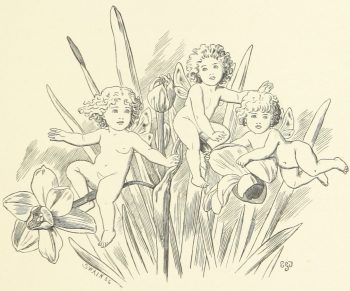 Fairies And Jonquils Illustration By E. Gertrude Thomson