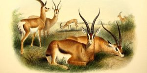 Grant's Gazelle Illustration by J. Smit