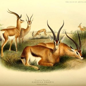 Grant's Gazelle Illustration by J. Smit