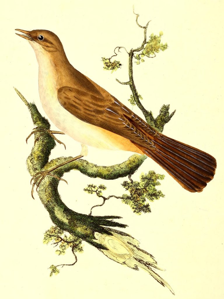 The Common Nightingale Illustration