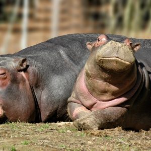 The Hippopotamus Poem